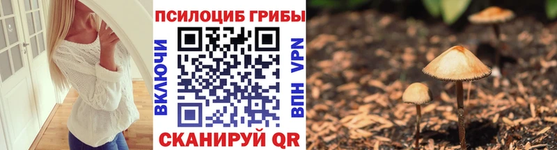 как найти   Новотитаровская  Псилоцибиновые грибы Magic Shrooms 